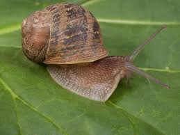 Slugs, technically gastropods, are the foe of many gardeners. Slugs And Snails In The Garden Hgtv