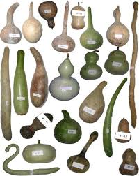 Image result for Lagenaria rufa