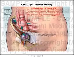 Lower central or left sided abdominal pain or discomfort (more often on the lower left abdomen) that is constant lower left abdominal pain (though sometimes, the diverticular changes could also. Anatomy Of Lower Left Abdomen Anatomy Drawing Diagram
