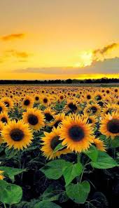 Die sonne mußte gleich aufgehen. Gelbe Sonnenblumen Und Himmel Gelbe Handyhintergrundblumen Himmel Sonnenblumen Und Himmel Bilder Himmel Fotografie Sonnenblumenfelder