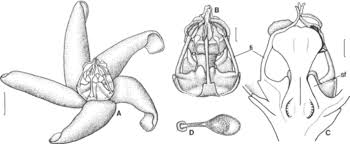 Image result for Apocynaceae subfamilies Apocynoideae and Rauvolfioideae