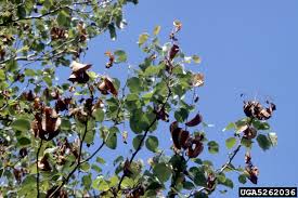 We did not find results for: Fire Blight Erwinia Amylovora On Callery Pear Bradford Pear Pyrus Calleryana 5262036