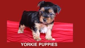 yorkshire terrier puppies whelping 6