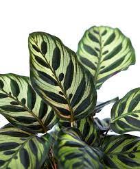 Bloomscape Buy Calathea Indoor Peacock Plant Potted Calathea Plant Peacock Plant Plants