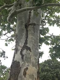 Image result for Eucalyptus torelliana