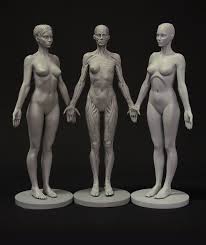 Studying the structure of a human body without visual aid is quite complicated. Anatomy Figures For Character Designers