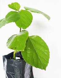 Image result for Cordia africana