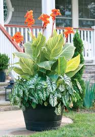 Check spelling or type a new query. Best Summer Bulbs For Containers