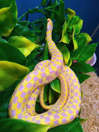 Black And White Checkered Snake Texas Pin By Marvin Slenderman On Manifestation Snake Photos Snake Enclosure Reptiles