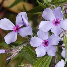 Woodland Phlox Chattahoochee Purchased At Walmart 4 27 20 Planted At The Kitchen Garden Partial Shade Perennials Shade Perennials Fragrant Flowers