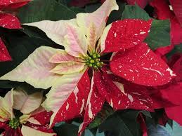 Pin By Dammann S Lawn Garden Land On Poinsettia In 2021 Plant Leaves Poinsettia Plants