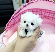 Teacup Maltese Puppies For Sale Near Me Maltese Breeders Puppies Maltese Puppies For Sale Maltese Puppy Teacup Puppies Maltese
