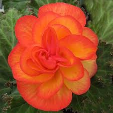 There are coupons available too! Begonia Nonstop Fire Buy Begonia Tuberous Annuals Online Begonia Shade Annuals Flowers Nature