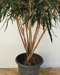 Image result for Plerandra