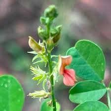 Image result for Indigofera lupatana