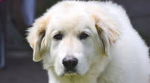 Great pyrenees breeder with champion bloodlines. Great Pyrenees Labrador Retriever Mix Pyrador Breed Info