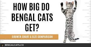 The cat has been described as the most perfect animal, the acme of muscular perfection and the supreme example in the animal kingdom of the coordination of mind and muscle. How Big Will A Full Grown Bengal Cat Be Bengalcats Co
