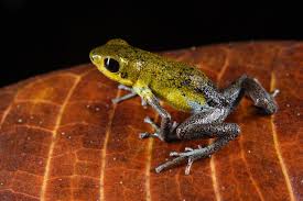 Poison Frog Porn, Part II: Costa Rica and Panamá — Exotica Esoterica