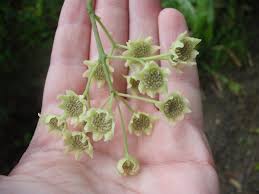 Image result for Monimiaceae