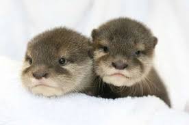 They probably gave him a lick of a treat or something, so he was distracted. Baby Otters That Are So Cute You Ll Cry Baby Otters Otters Cute Baby Animals
