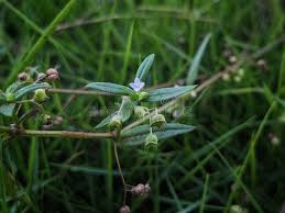 Image result for Oldenlandia corymbosa