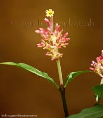 Image result for Chassalia parvifolia