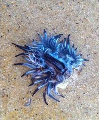The blue glaucus also known as the blue dragon sea slug, is considered endangered. Beautiful But Poisonous Blue Dragon Sea Slugs Wash Up At Narooma Narooma News Narooma Nsw