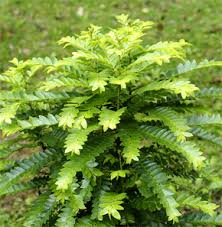 Image result for Phyllanthus macranthus