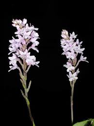 Image result for Stenoglottis