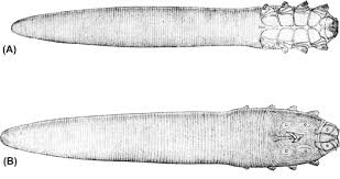 Image result for Demodex brevis