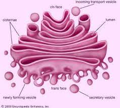 Golgi Apparatus Labeled Diagram Google Search Animal Cell Cell Organelles Cell Structure
