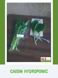 We did not find results for: Alefruits Fresh Frozen Caisim Hypdroponik Caisim Sawi Hijau Sawi Bakso Sayur Hijau Sawi Hidroponic Hidroponik Terbaru Agustus 2021 Harga Murah Kualitas Terjamin Blibli