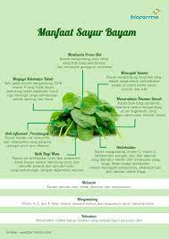 Manfaat wortel sangatlah banyak, salah satunya adalah kandungan vitamin a nya yang sangat tomat adalah sayuran yang tumbuh di daerah lembab dan dingin, bentuk buah yang bulat ketika. Manfaat Sayur Bayam Visual Ly