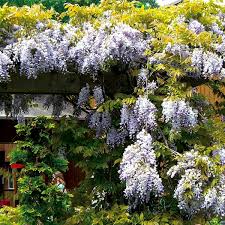 Image result for Wisteria