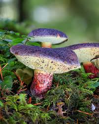 Image result for Xerocomellus diffractus