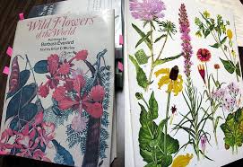In the floral world, the rose is king. Esther O Connor S Love Of Wildflowers Burroughs Audubon Society Of Greater Kansas City