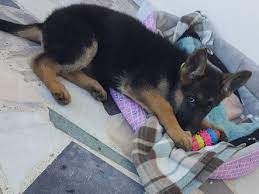 You can get a standard puppy for a price of $300 to $1,000, but the black ones will cost double. German Shepherd Female 10 Weeks German Shepherd Puppies German Shepherd Beautiful Dogs