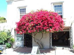 The Joys Of Spring Fibre Designs Bougainvillea Tree Bougainvillea Back Gardens