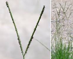 Image result for Paspalum notatum
