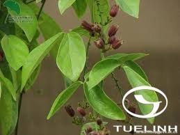 Image result for Illigera