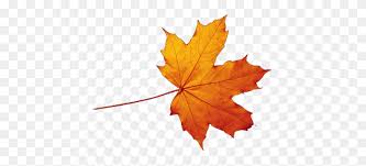 Transparent Autumn Leaves Falling Png Fall Leaf Png Stunning Free Transparent Png Clipart Images Free Download Falling brown dried leaves, leaf autumn, withered autumn leaves, leaf, maple leaf png. transparent autumn leaves falling png