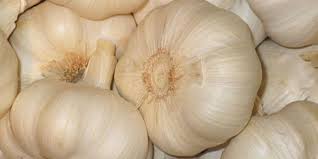 La Decoction D Ail Pour Lutter Contre Le Mildiou L Oidium Et Pucerons Pucerons Purin De Rhubarbe Mildiou