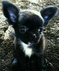 Black And White Long Haired Chihuahua Puppy Pin By Debbie Karniol On Animals Cute Baby Animals Chihuahua Puppies Chihuahua Dogs