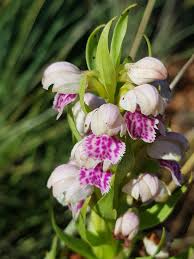 Image result for Brachycorythis conica