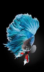 Hd Betta Fish Wallpapers For Android Apk Download