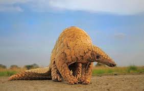 These solitary, primarily nocturnal animals, are easily recognized by their full armor of eight species of pangolins are found on two continents. Illicit Pangolin Trade Has Pushed It To The Brink Of Extinction Roundglass Sustain