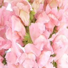 All png images can be used for personal use unless stated otherwise. Light Pink Flowers Fiftyflowers