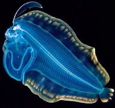 Creacion Divina Criaturas Del Fondo Del Mar Criaturas Del Mar Criaturas Del Oceano