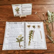 Kostenlose übungen und arbeitsblätter für mathe in der 5. Herbarium Und Steckbriefe Zu Wiesenpflanzen Unterrichtsmaterial Im Fach Sachunterricht
