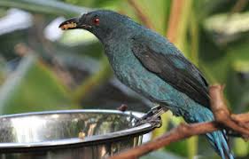 Decu kembang review burung decu kembang/sikatan belang trotolan jantan. Ciri Fisik Burung Cucak Biru Jantan Dan Betina Paling Akurat Kicau Mania